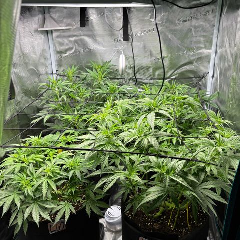 Auto Lemongrass 1 growlog timeline photo