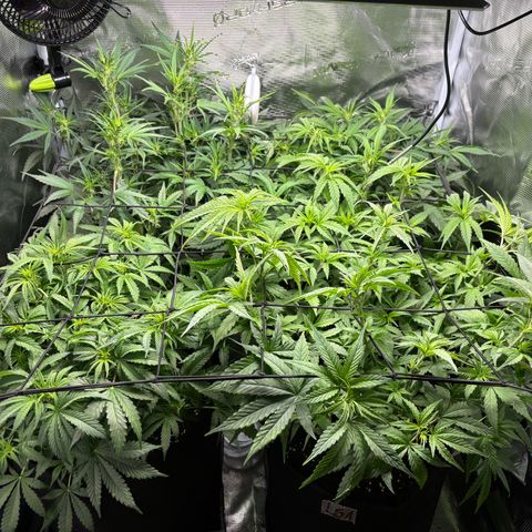 Auto Lemongrass 1 growlog timeline photo