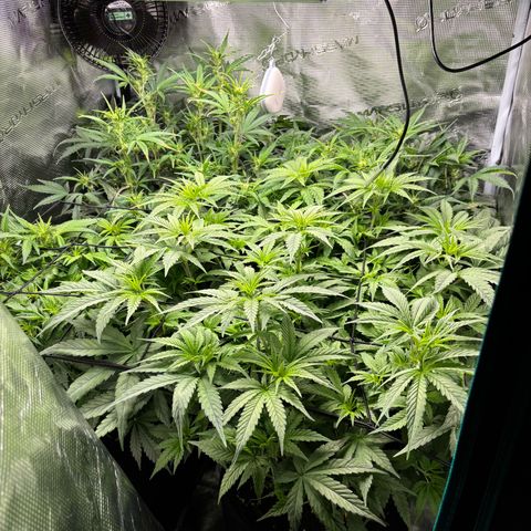 Auto Lemongrass 1 growlog timeline photo