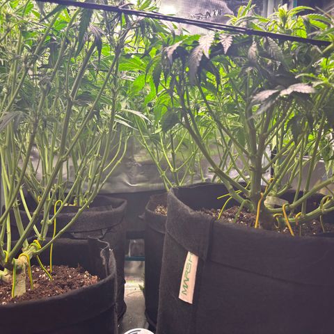 Auto Lemongrass 1 growlog photo: Nach lolipoppen 