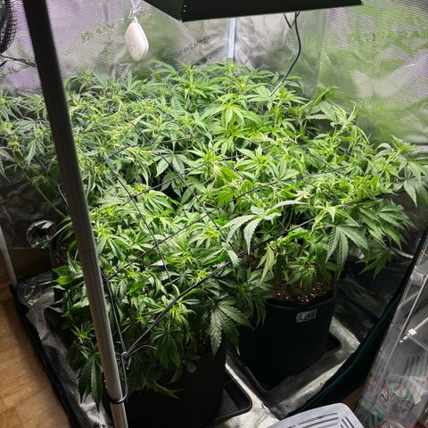 Auto Lemongrass 1 growlog photo: Nach lolipoppen 