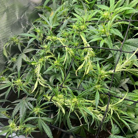 Auto Lemongrass 1 growlog photo: Nach lolipoppen 