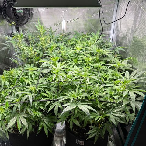 Auto Lemongrass 1 growlog timeline photo