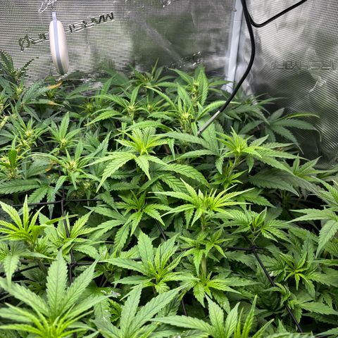 Auto Lemongrass 1 growlog timeline photo