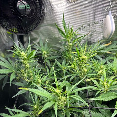 Auto Gelato 2 growlog timeline photo