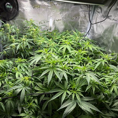 Auto Lemongrass 1 growlog timeline photo