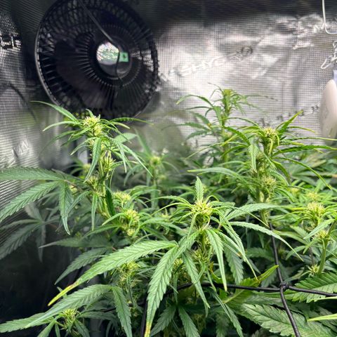 Auto Gelato 2 growlog timeline photo