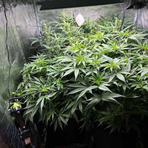 Auto Lemongrass 1 growlog timeline photo