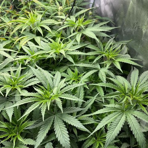 Auto Lemongrass 1 growlog timeline photo