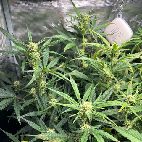 Auto Gelato 2 growlog timeline photo