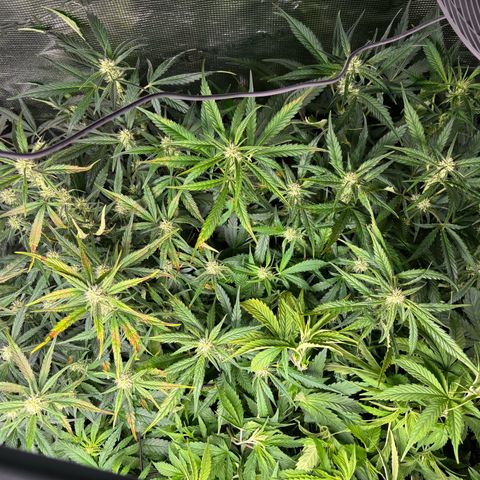 Auto Lemongrass 1 growlog timeline photo