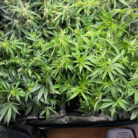 Auto Lemongrass 1 growlog timeline photo