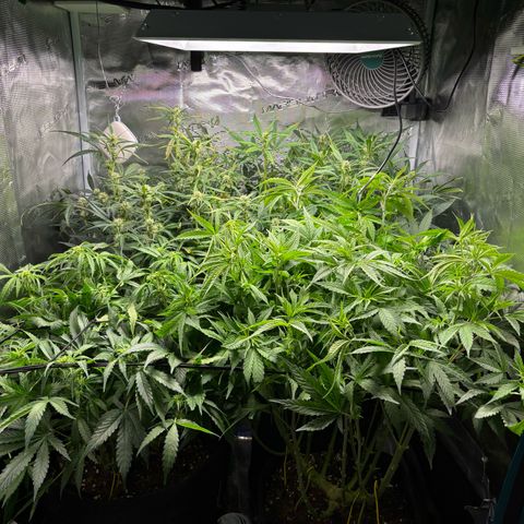 Auto Lemongrass 1 growlog timeline photo