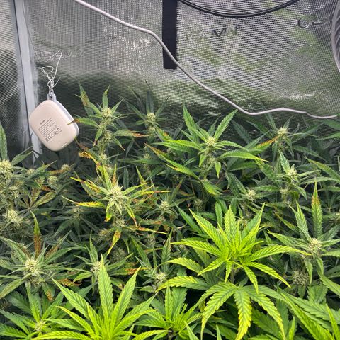 Auto Gelato 2 growlog timeline photo