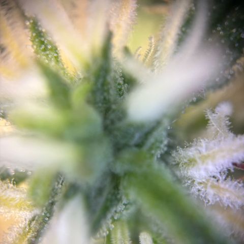 Auto Gelato 2 growlog timeline photo