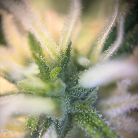 Auto Gelato 2 growlog timeline photo