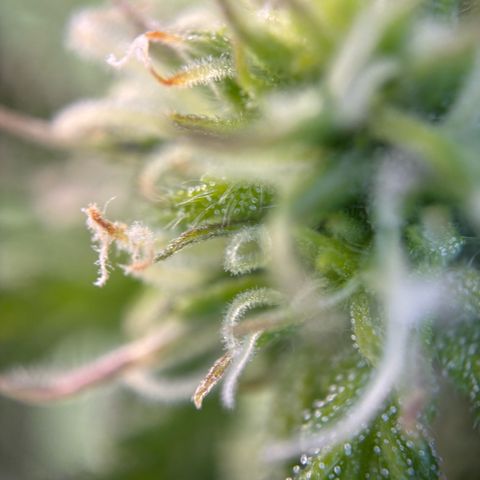 Auto Gelato 2 growlog timeline photo