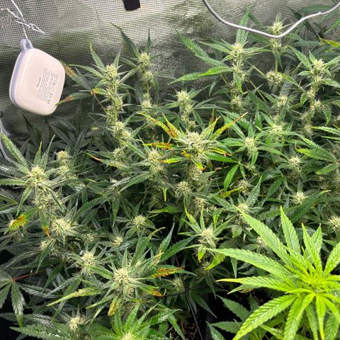 Auto Gelato 2 growlog timeline photo