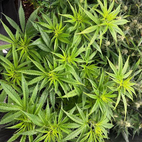 Auto Lemongrass 1 growlog timeline photo