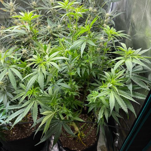 Auto Lemongrass 1 growlog photo: 1. Tag Blühte???
