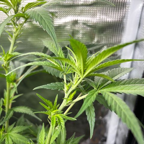 Auto Lemongrass 1 growlog photo: 1. Tag Blühte???
