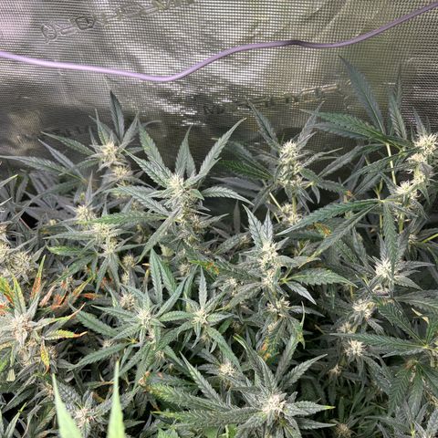 Auto Gelato 2 growlog timeline photo