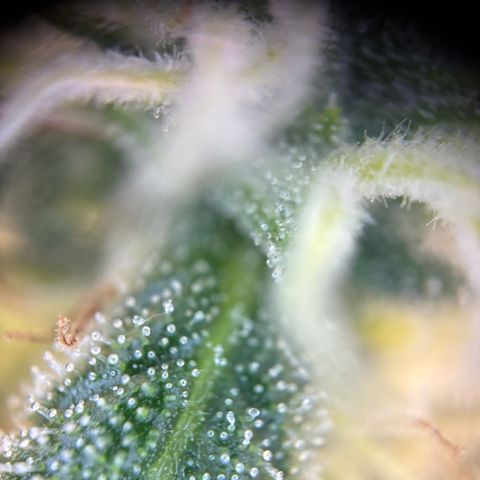 Auto Gelato 2 growlog timeline photo