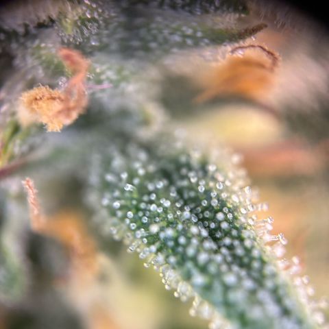 Auto Gelato 2 growlog timeline photo