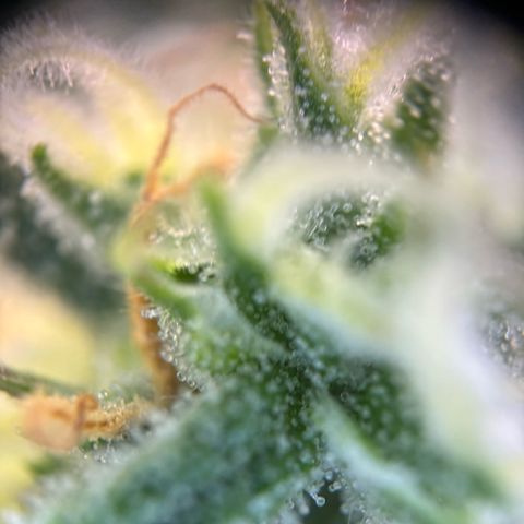 Auto Gelato 2 growlog timeline photo