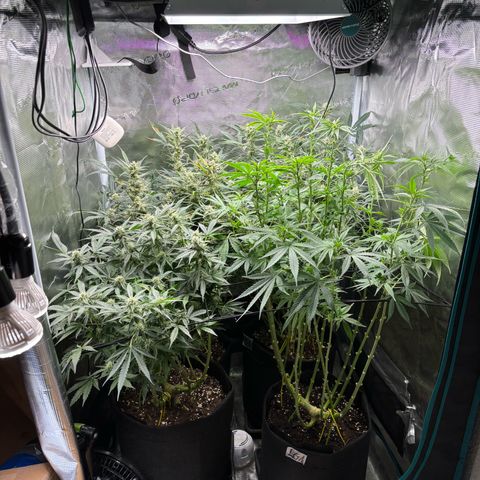 Auto Lemongrass 1 growlog timeline photo