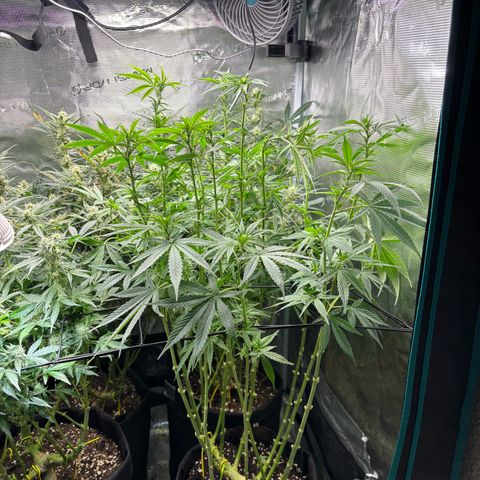 Auto Lemongrass 1 growlog timeline photo