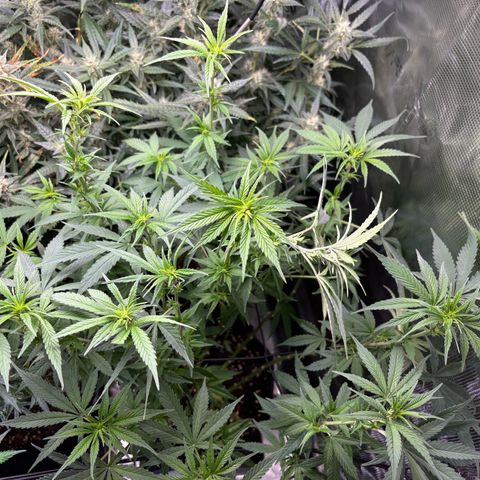 Auto Lemongrass 1 growlog timeline photo