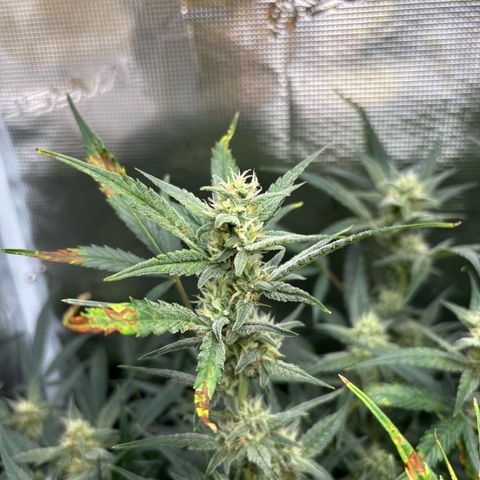 Auto Gelato 2 growlog timeline photo