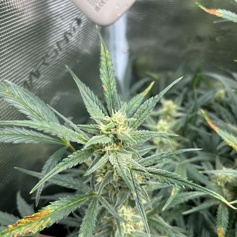 Auto Gelato 2 growlog timeline photo