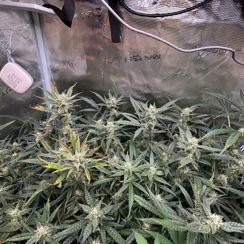 Auto Gelato 2 growlog timeline photo