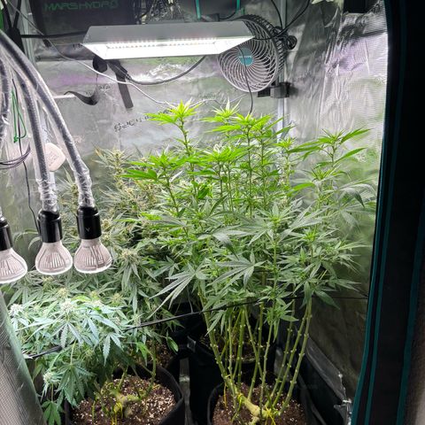 Auto Lemongrass 1 growlog timeline photo