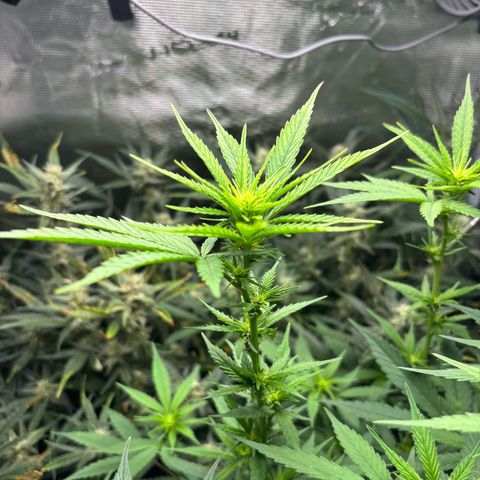 Auto Lemongrass 1 growlog timeline photo
