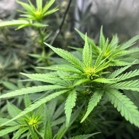 Auto Lemongrass 1 growlog timeline photo