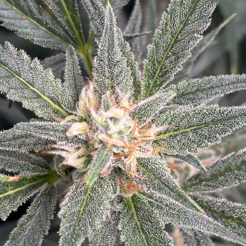 Auto Gelato 2 growlog timeline photo
