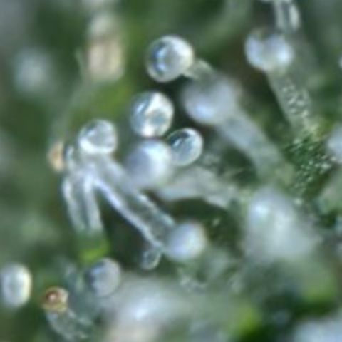 Auto Gelato 2 growlog timeline photo