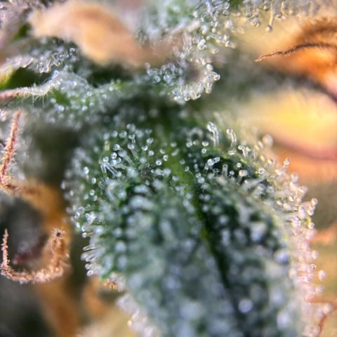 Auto Gelato 2 growlog timeline photo