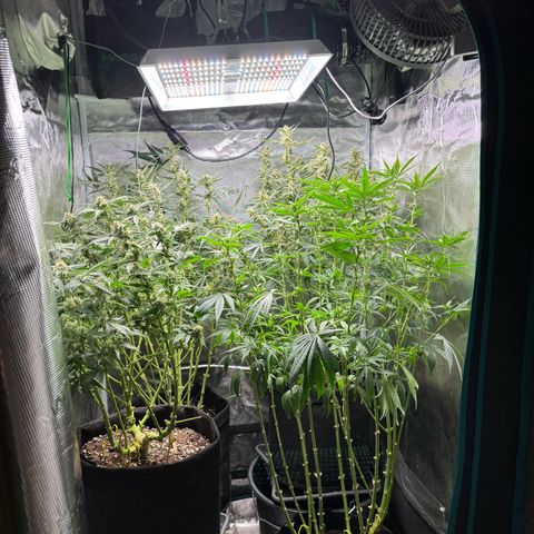 Auto Lemongrass 1 growlog timeline photo