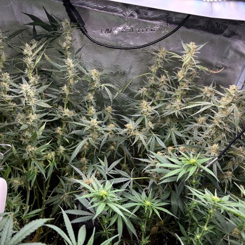 Auto Gelato 2 growlog timeline photo