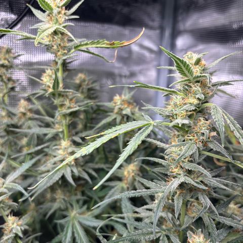 Auto Gelato 2 growlog timeline photo