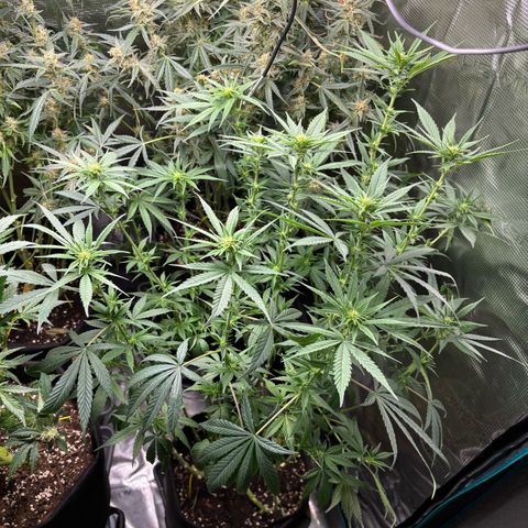 Auto Lemongrass 1 growlog timeline photo