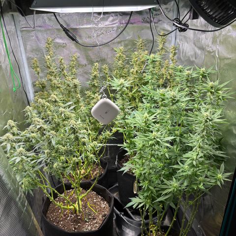 Auto Lemongrass 1 growlog timeline photo