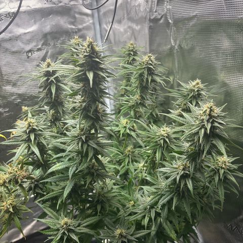 Auto Lemongrass 1 growlog timeline photo