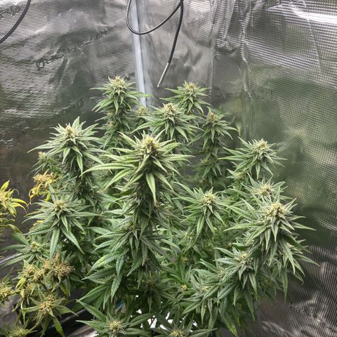Auto Lemongrass 1 growlog timeline photo