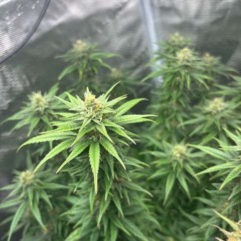 Auto Lemongrass 1 growlog timeline photo