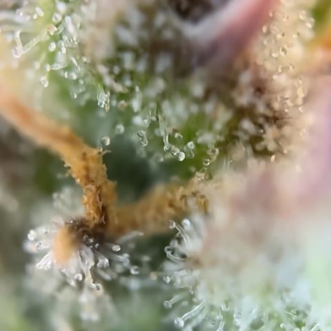 Auto Gelato 2 growlog timeline photo
